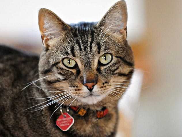 Koda